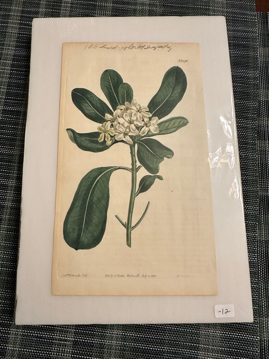 Vintage Botanical Prints