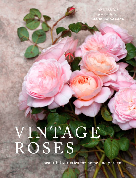 Vintage Roses Beautiful Varieties for Home and Garden